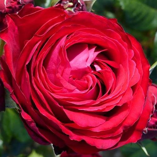 Rozen bestellen en bezorgen - nostalgische roos - rood - roze - Rosa Katherine™ - sterk geurende roos - L. Pernille Olesen, Mogens Nyegaard Olesen  - -